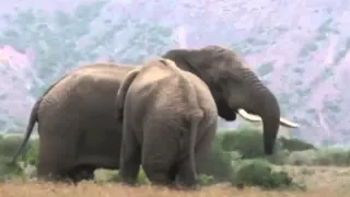 Из-за браконьеров африканские слоны могут исчезнуть с лица земли