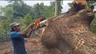 Hampir saja tersambar akar pohon diwaktu tumbang‼️‼️‼️pemotongan pohon Trembesi berselimut duri