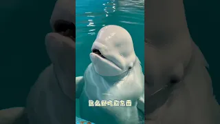 Dolphin 🐬 Funny 😂 Video | #shorts #dolphin #funny
