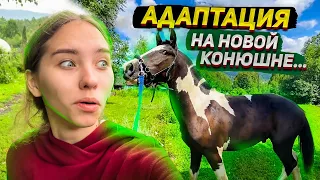 Спустя неделю на НОВОЙ конюшне... Как проходит АДАПТАЦИЯ Хардина ?