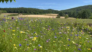 🌸🌿🦋 1-Hour Relaxing Wildflower Meadow With Birdsong, Nature Sounds & Distant Babbling Stream • ASMR