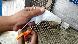 How to Cut Feather Budgies Parrot ? How to Clip a Budgie / Parakeet Wings, Budgies ke Par kaise kate