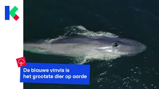 Blauwe vinvis opnieuw gespot in stuk oceaan waar die uitgestorven was