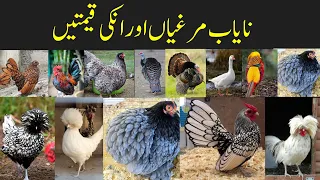 College road birds market Rawalpindi fancy hens rates@zakirhussainshah6234