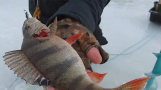 В поисках толстых окуней. Рыбалка на балансир на Чебоксарском водохранилище.