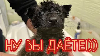 Спасли щенков а они впали в шок от купания/Котёнок Мурзик заценил водные процедуры