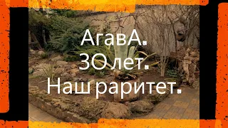 Агава.30 лет .Наш раритет.