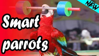 Smart parrots compilation 2019 - Top 5 Funny videos!