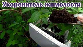 Супер приспособление для размножение жимолости и не только