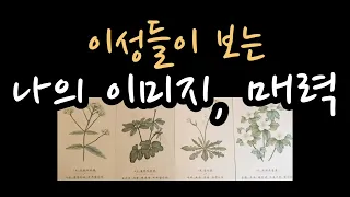 [타로] 이성들이 보는 당신의 이미지, 매력에 대해 알려 드릴게요