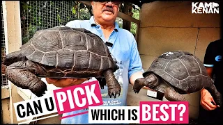 Beginners Guide to getting a New (baby) Giant Tortoise!