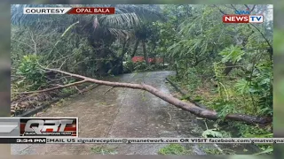 QRT: Ilang puno, nagtumbahan sa pananalasa ng Bagyong Siony