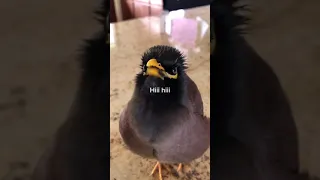 Adorable bird talking just like a human.