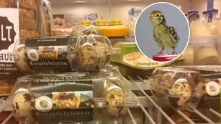 Supermarket Egg Hatches After Man Incubates Box