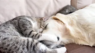 Unbelievable Love Story: Kittens and Golden Retriever's Heartwarming Bond