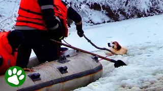 Terrified dog stuck in frozen lake