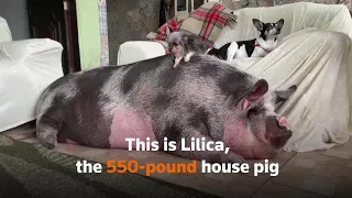 Pet piglet grows into 550-pound housemate