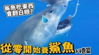 【從零開始養】鯊魚(科普篇)!原來可以飼養?吃人怕人?【許伯簡芝】