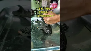 加工垃圾魚的第一步（外來種再利用計畫） #釣魚