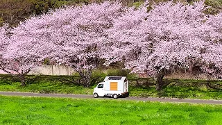 Homemade truck camper under the cherry blossoms. Lunch on the veranda.