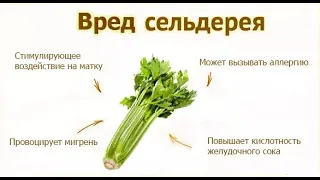 СЕЛЬДЕРЕЙ польза и вред для человека Противопоказания к употреблению сельдерея