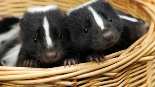 Top 10 Facts About Skunks