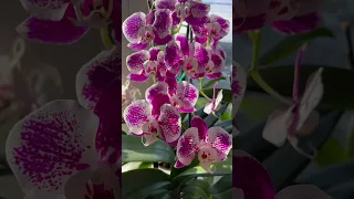 Как вам цветение моей Phalaenopsis Compilation?