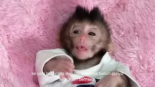 daily life of caring for a 2 week old baby monkey , lovely fauna Youtube channel