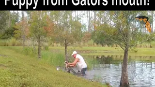 Florida Man Saves Puppy From Alligators Mouth! (BAREHANDED)