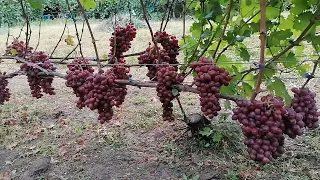 кишмиш Щелкунчик (США) на моём участке на 16.09.22г.