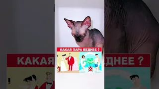 Sphynx kittens лысая кошка сфинкс