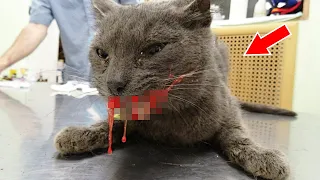 Ветеринар подобрал побитого кота даже не подозревая, что совсем скоро…