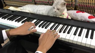 Music for cats to fall asleep - Piano relax meowssage by Minh Piano