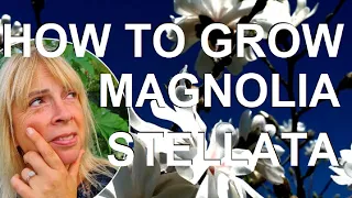 How to Plant and Grow the Star Magnolia - Magnolia stellata