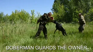 Доберман  - защита хозяина | Doberman protection of the owner