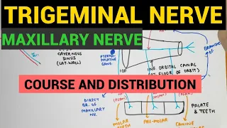 Trigeminal Nerve - 2 | Maxillary Nerve | Course and Distribution