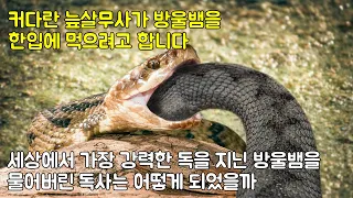 커다란 늪살무사가 방울뱀을 한입에 먹으려고 합니다 세상에서 가장 강력한 독을 지닌 방울뱀을 물어버린 독사는 어떻게 되었을까