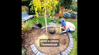 В конце видео результат! Делю пеннисетум 😉 На канале есть видео: Топ 10 любимых злаков в моем саду!🍀