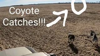 Greyhound Hunting Coyotes 4K!(Warning!!! Coyotes Die In This Video)