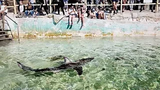 Baby great white swims in beach pool