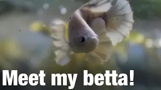 Meet My Betta