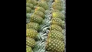 VERY FAST PINEAPPLE LOADING ON TRUCK BY INDIAN PEOPLE