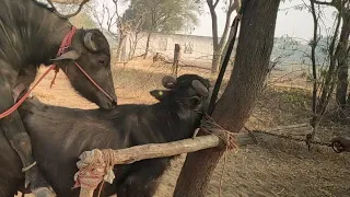 Bhainsa Bhains Mating Season India