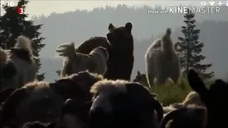 Shepherd dogs attack a bear in the mountains of Romania