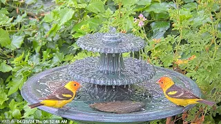 Beautiful Western Tanagers at the Water Fountain Taking a Bath. #birdwatcher #birdbaths #birdlover