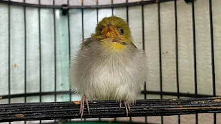 2022/06/25 綠繡眼雛鳥 Zosterops simplex