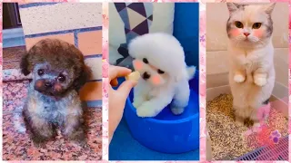 Милые и забавные животные ТикТок/Смешные коты/Chó Phốc Sóc Mini/Cute kittens, puppies Funny TikTok#5