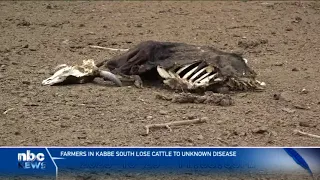 Unknown disease kills cattle in Kabbe South - nbc