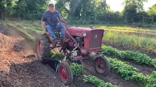 Hilling Potatoes in late May