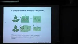 A tale of two kinases: The role of protein phosphorylation in regulating plant immune responses